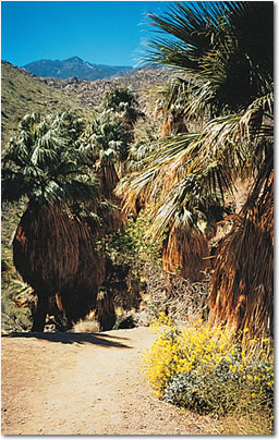 Photo of palm-filled Indian Canyons